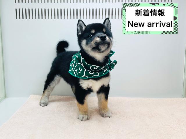 柴犬