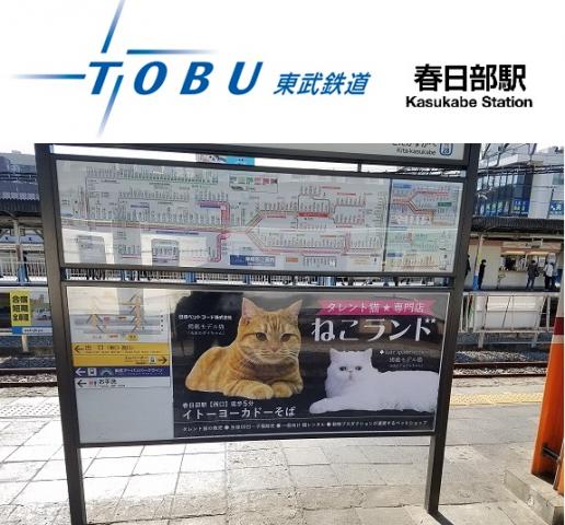 日記一覧 タレント猫専門店 ねこランド春日部西口店 子犬や子猫たちのペット販売情報が満載 ペットステーション