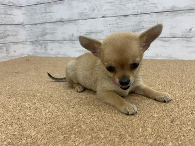 ペットアミ 野田店 千葉県 子犬や子猫たちのペット販売情報が満載 ペットステーション