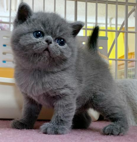 エキゾチックショートヘアー 子犬や子猫たちのペット販売情報が満載 ペットステーション