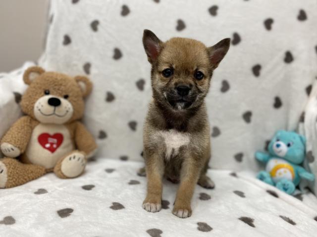 ペットセンター 箕面彩都店 大阪府 子犬や子猫たちのペット販売情報が満載 ペットステーション