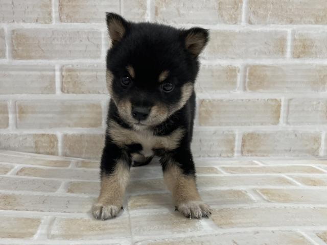 柴犬