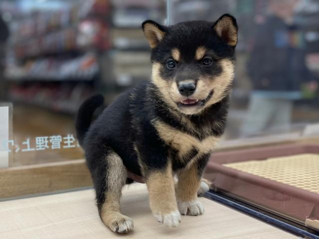 柴犬