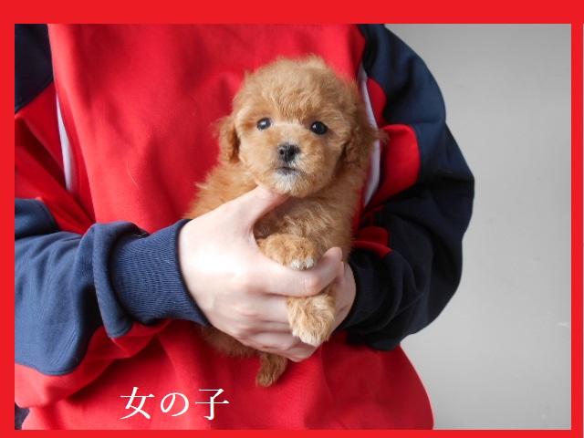 トイプードル 可愛すぎてごめんなさいｗｗｗ 子犬や子猫たちのペット販売情報が満載 ペットステーション