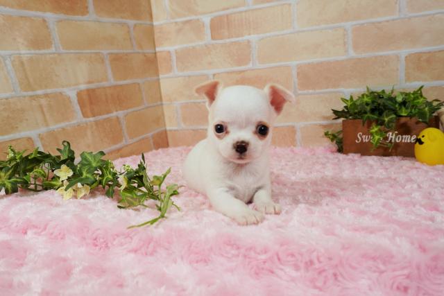 チワワ スムースコート 子犬や子猫たちのペット販売情報が満載 ペットステーション