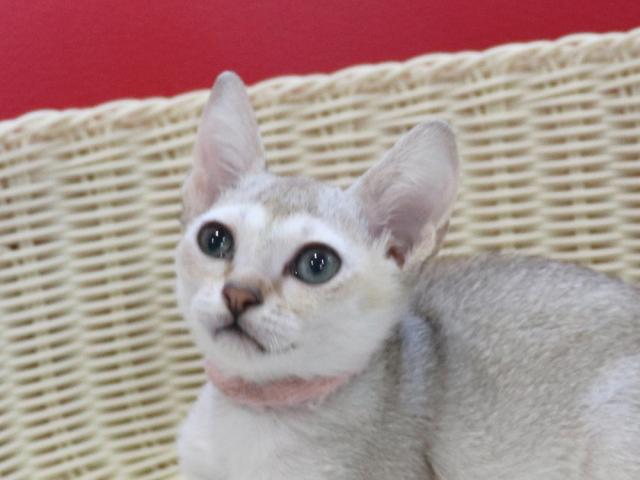 シンガプーラ 子犬や子猫たちのペット販売情報が満載 ペットステーション