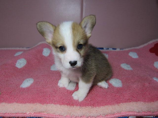 ウェルシュコーギーペンブローク 子犬や子猫たちのペット販売情報が満載 ペットステーション