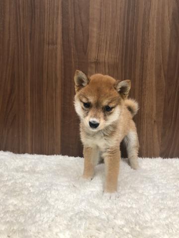 柴犬小豆柴 子犬や子猫たちのペット販売情報が満載 ペットステーション