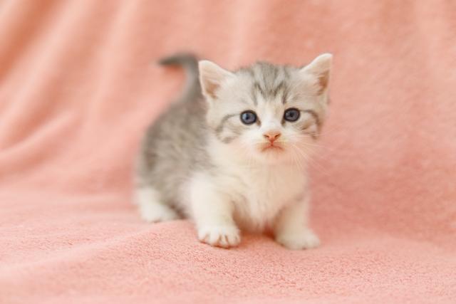 マンチカン💕短足💕 - 子犬や子猫たちのペット販売情報が満載「ペット