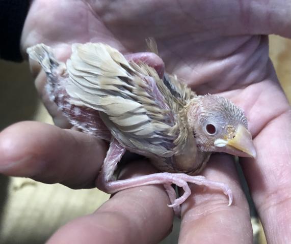 シナモン文鳥