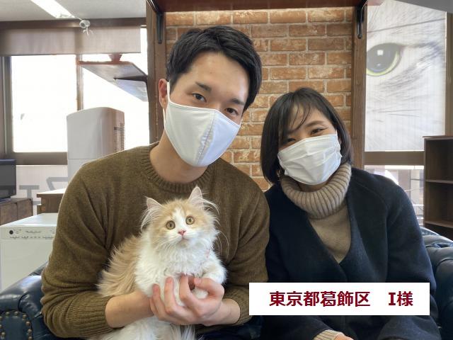 サイベリアン 💕猫アレルギー有る方にお勧め猫種💕