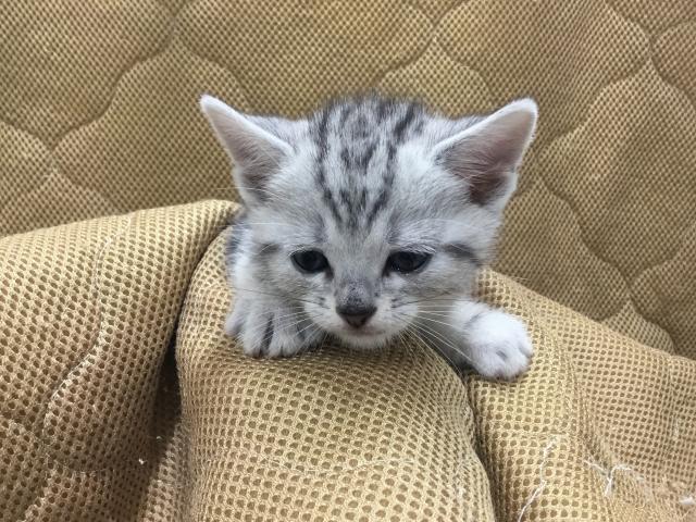 アメリカンショートヘアー