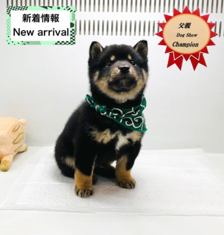 柴犬