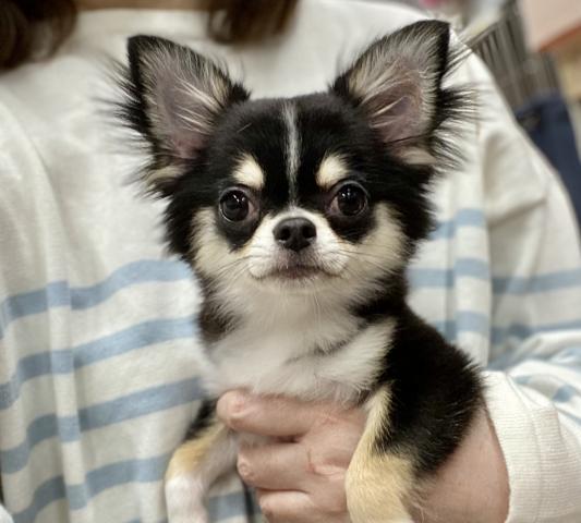 グリーン ガーネット 神奈川県 子犬や子猫たちのペット販売情報が満載 ペットステーション