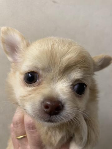 ディスワン川越南古谷店 埼玉県 子犬や子猫たちのペット販売情報が満載 ペットステーション