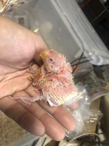 アキクサインコ ルビノー雛 子犬や子猫たちのペット販売情報が満載 ペットステーション