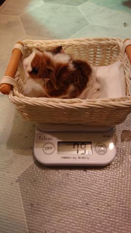 モルモット 9911（東京都） - 子犬や子猫たちのペット販売情報が満載「ペットステーション」