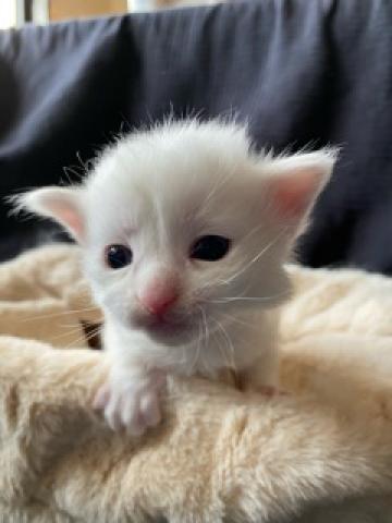 Hurm フルーム 兵庫県 子犬や子猫たちのペット販売情報が満載 ペットステーション