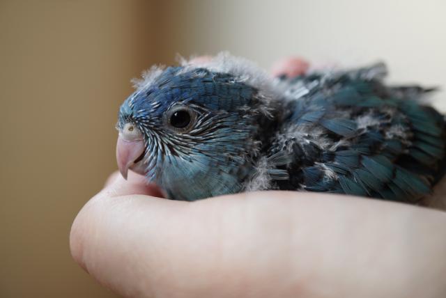 サザナミインコ　コバルト