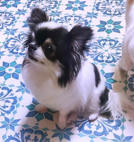 鼻が短いチワワ買う前に考えて欲しいです 特定系統に多い短頭種気道症候群かしら 白黒ちゃんやっぱり苦しそう ライナスプラス犬舎 子犬や子猫たちのペット販売情報が満載 ペットステーション