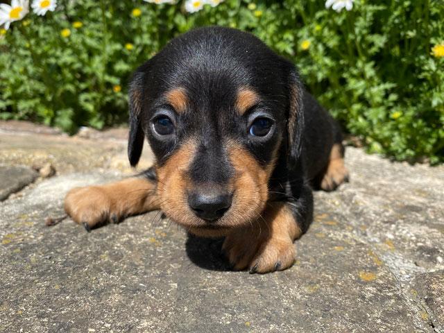 ミニチュアダックスフンド 子犬や子猫たちのペット販売情報が満載 ペットステーション