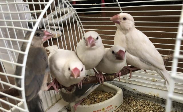 シルバーイノ 手乗り文鳥 - 子犬や子猫たちのペット販売情報が満載