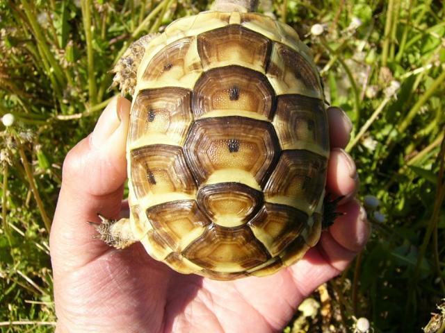 イベラギリシャリクガメ 子犬や子猫たちのペット販売情報が満載 ペットステーション