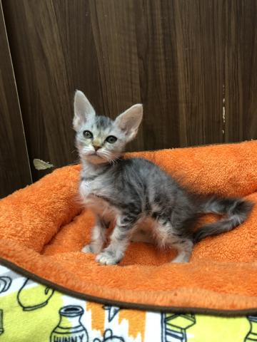 スクーカム - 子犬や子猫たちのペット販売情報が満載「ペット 