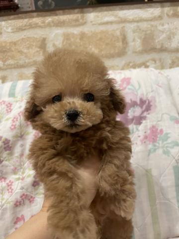 トイプードル 子犬や子猫たちのペット販売情報が満載 ペットステーション