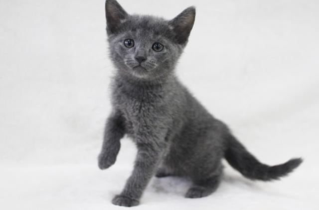 ロシアンブルー 子犬や子猫たちのペット販売情報が満載 ペットステーション ロシアンブルー 子犬や子猫たちのペット販売情報が満載 ペットステーション
