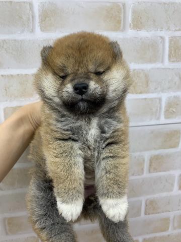 柴犬