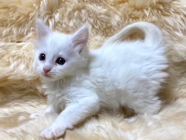 メインクーン 子犬や子猫たちのペット販売情報が満載 ペットステーション