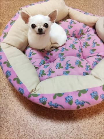 極小スムース娘の顔焼けどんどん薄くなってます 極小とか小さい子って ライナスプラス犬舎 子犬や子猫たちのペット販売情報が満載 ペットステーション 極小スムース娘の顔焼けどんどん薄くなってます 極小とか小さい子って ライナスプラス犬舎 子犬や子猫たちのペット販売情報が満載 ペットステーション