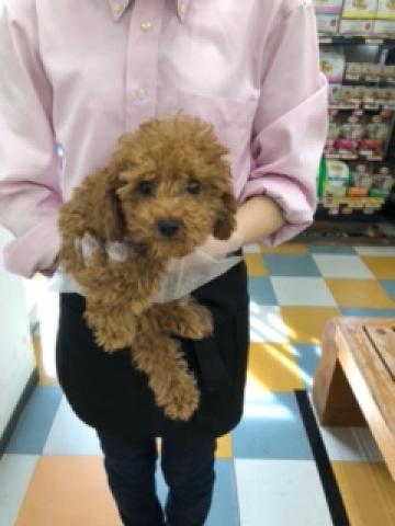 ペットショップａペット 枚方店 大阪府 子犬や子猫たちのペット販売情報が満載 ペットステーション