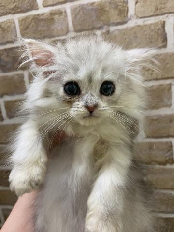 ラガマフィン 子犬や子猫たちのペット販売情報が満載 ペットステーション