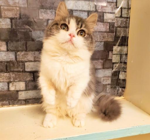 ミヌエット 旧ナポレオン ロングヘアー パパはタレントキャットのプー君 子犬や子猫たちのペット販売情報が満載 ペットステーション ミヌエット 旧ナポレオン ロングヘアー パパはタレントキャットのプー君 子犬や子猫たちのペット販売情報が満載 ペットステーション