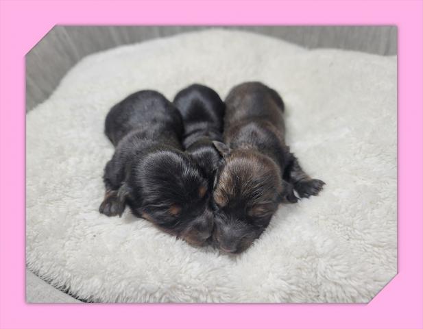 ミニチュアダックスフンド 子犬や子猫たちのペット販売情報が満載 ペットステーション ミニチュアダックスフンド 子犬や子猫たちのペット販売情報が満載 ペットステーション