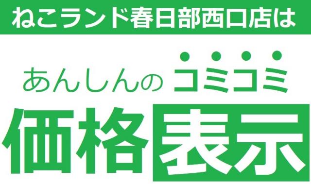 タレント猫専門店 ねこランド春日部西口店 埼玉県 子犬や子猫たちのペット販売情報が満載 ペットステーション