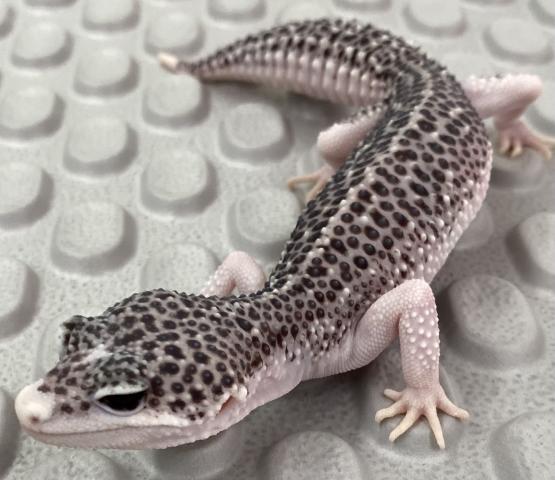 レオパ ヒョウモントカゲモドキ ギャラクシーphレーダー トータルエクリプスphレーダー 子犬や子猫たちのペット販売情報が満載 ペットステーション