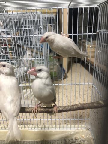 ライトシルバー文鳥 一人餌 - 子犬や子猫たちのペット販売情報が満載