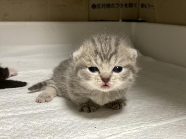 キャットハウス Kitten Blue 神奈川県 子犬や子猫たちのペット販売情報が満載 ペットステーション