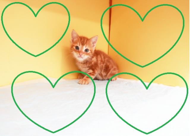 アメリカンショートヘアー 子犬や子猫たちのペット販売情報が満載 ペットステーション