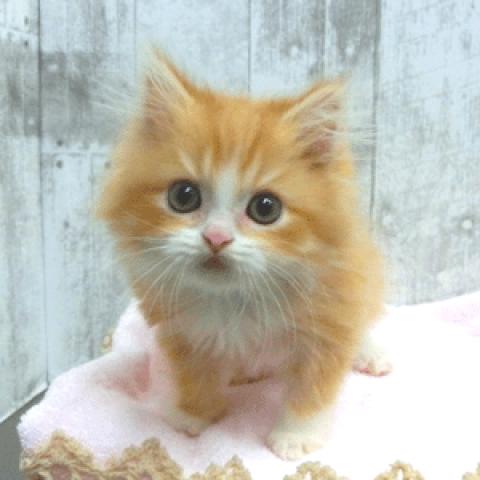 ラガマフィン 子犬や子猫たちのペット販売情報が満載 ペットステーション