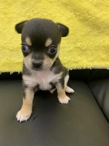 チワワ スムースコート 只今 子犬 仔猫 最愛なる可愛いキャンペーン中 子犬 や子猫たちのペット販売情報が満載 ペットステーション