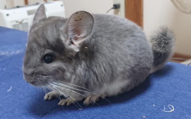 チンチラバイオレット 子犬や子猫たちのペット販売情報が満載 ペットステーション