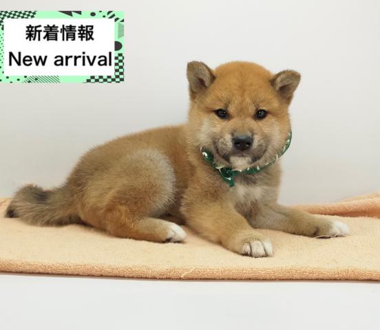 柴犬