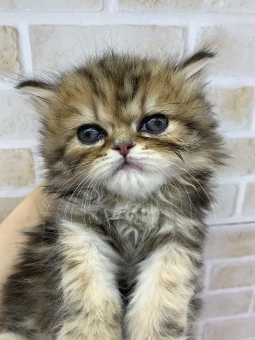 エキゾチックロングヘアー