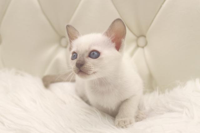 トンキニーズ 子犬や子猫たちのペット販売情報が満載 ペットステーション