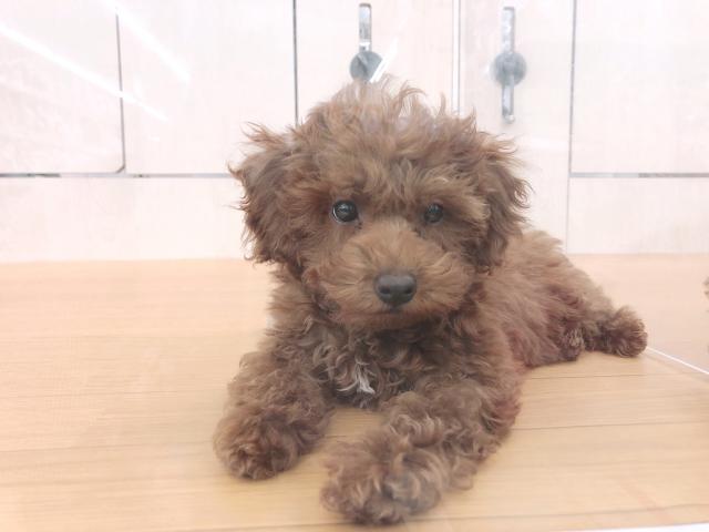 ビバペッツ志木店 埼玉県 子犬や子猫たちのペット販売情報が満載 ペットステーション