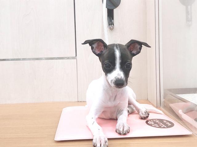 ビバペッツ志木店 埼玉県 子犬や子猫たちのペット販売情報が満載 ペットステーション